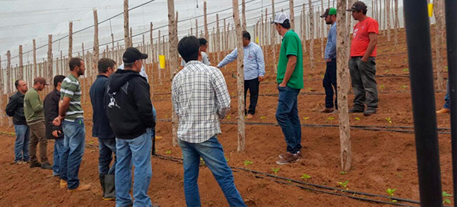 promip manejo integrado de pragas controle biologico caminhos para uma agricultura mais sustentavel e segura (1)