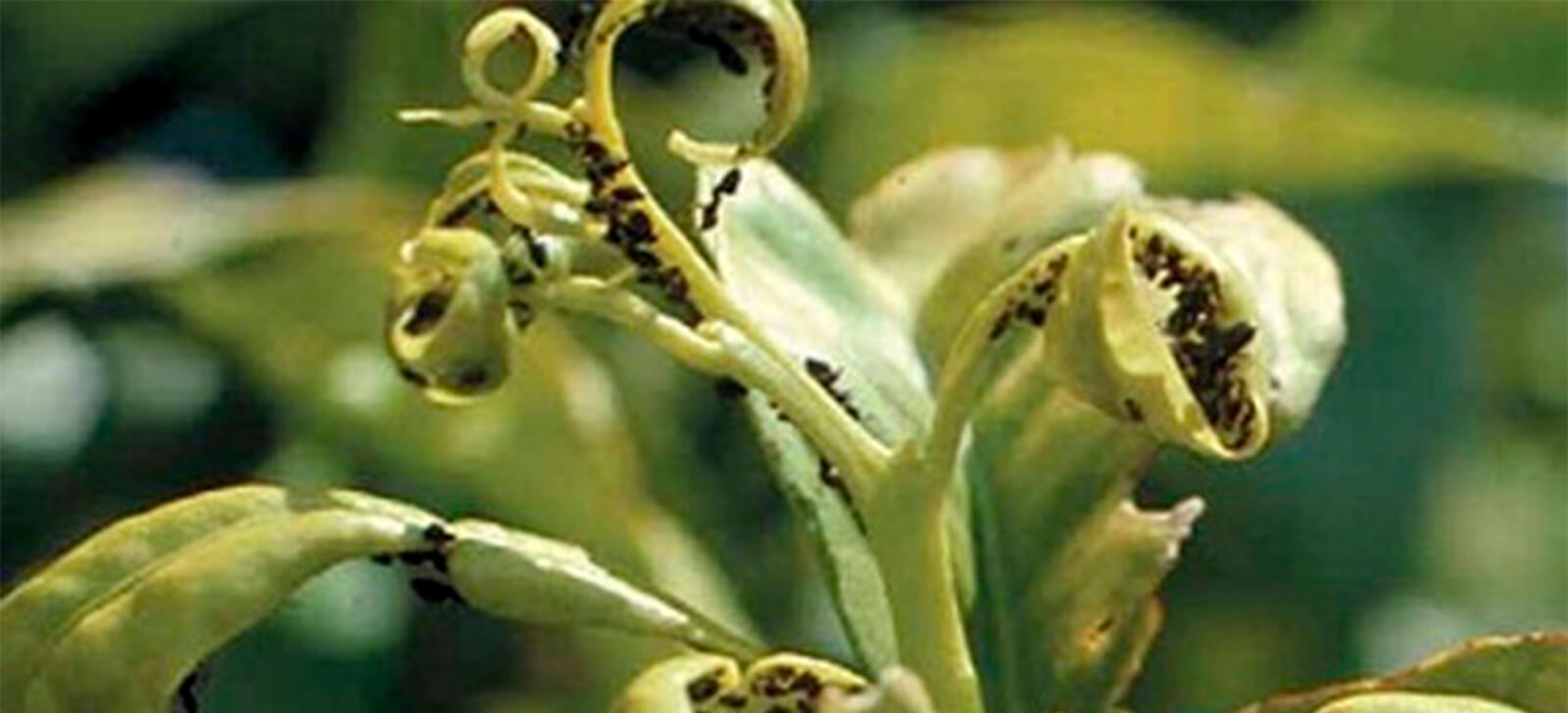 promip manejo integrado de pragas controle biologico joaninhas na horta protecao eficaz contra pulgoes (11)