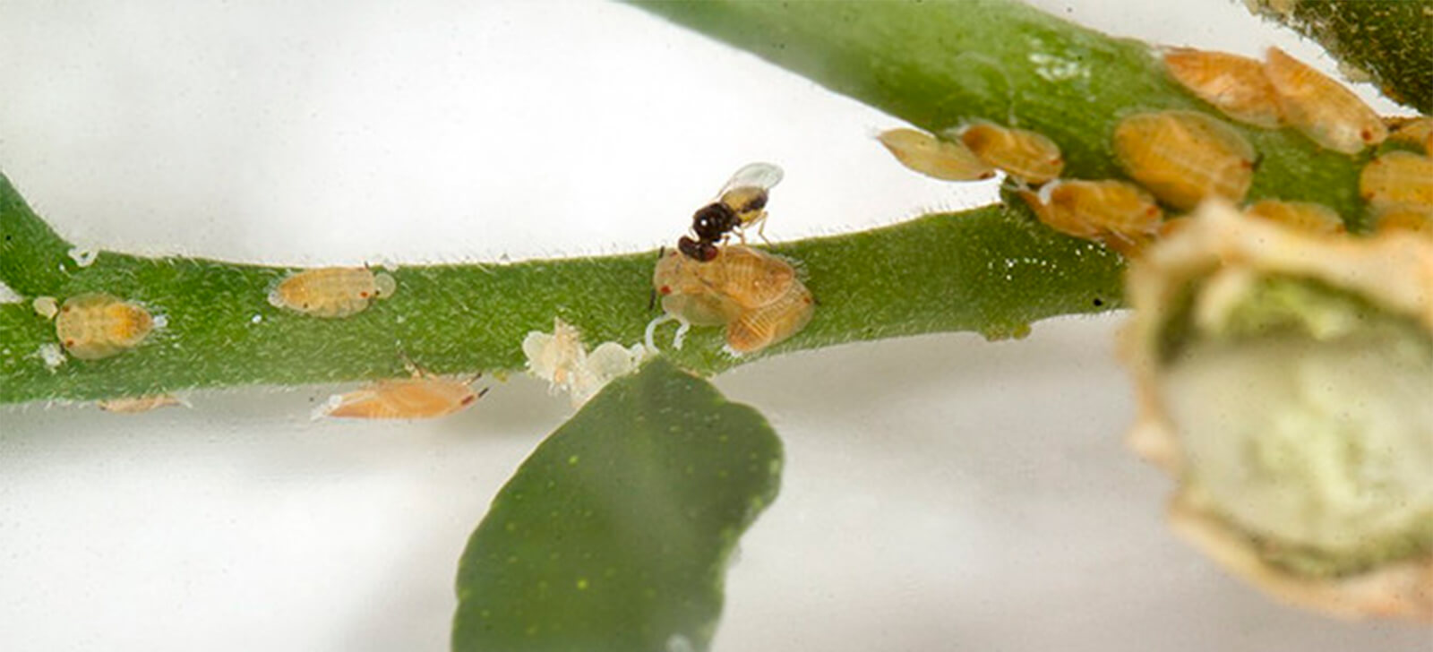 promip manejo integrado de pragas controle biologico soltura de vespas diminui populacao de psilideo onde nao ha controle quimico (2)