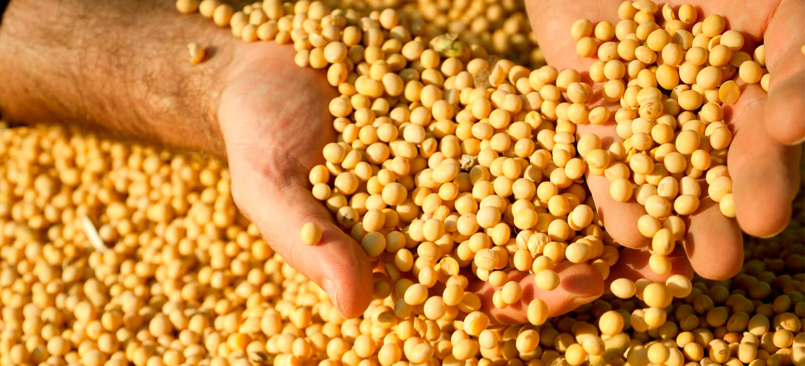 Encontro entre produtores de grãos discute controle biológico para o manejo de pragas
