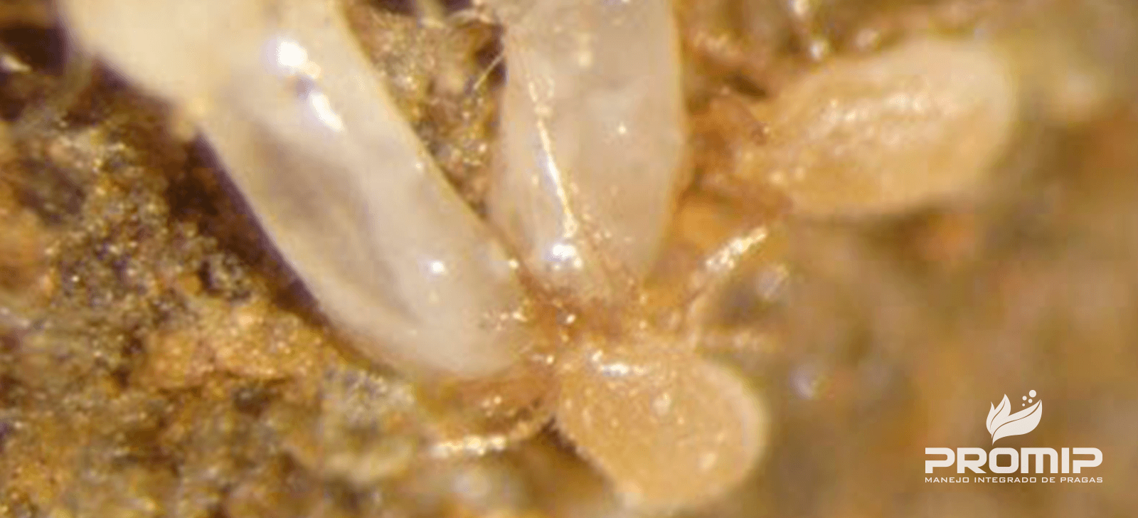 promip manejo integrado de pragas controle biologico adultoacro predador consumindo larva