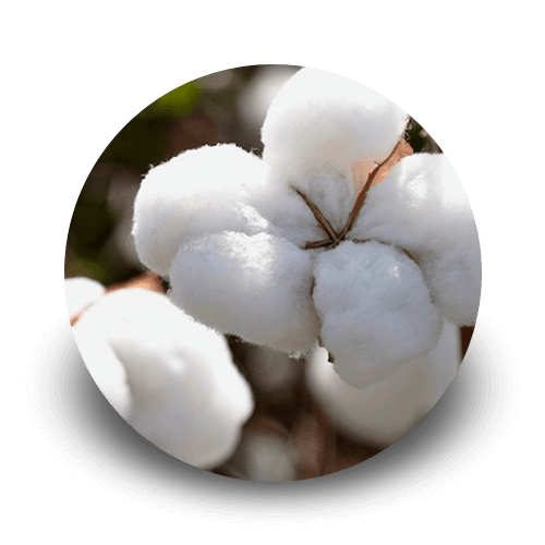 promip controle biologico manejo integrado de pragas icone cultura algodão