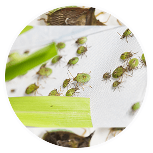 promip manejo integrado pragas controle biologico serviços insecta bolinha 3