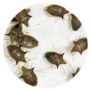 promip manejo integrado pragas controle biologico serviços insecta bolinha 4