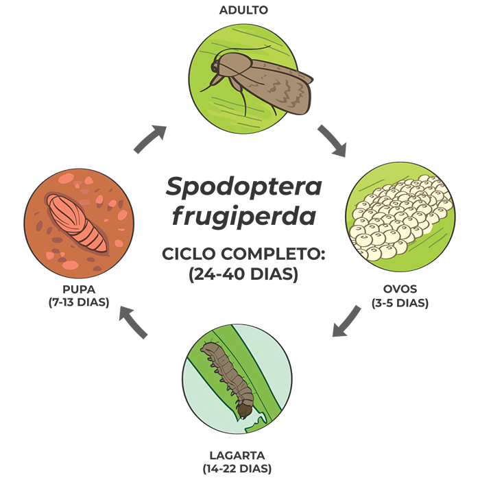 promip manejo integrado pragas controle biologico mip experience artigo Spodoptera frugiperda ciclo