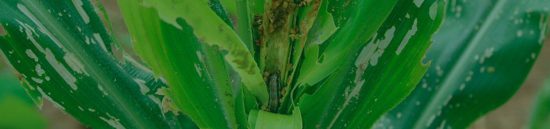 Manejo Integrado da Spodoptera frugiperda no milho