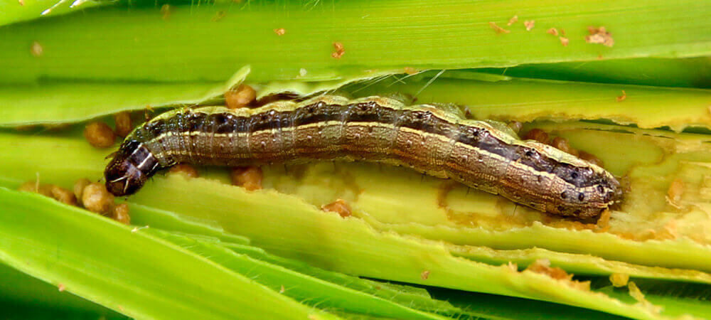 promip manejo integrado pragas controle biologico mip experience spodoptera frugiperda lagarta adulto