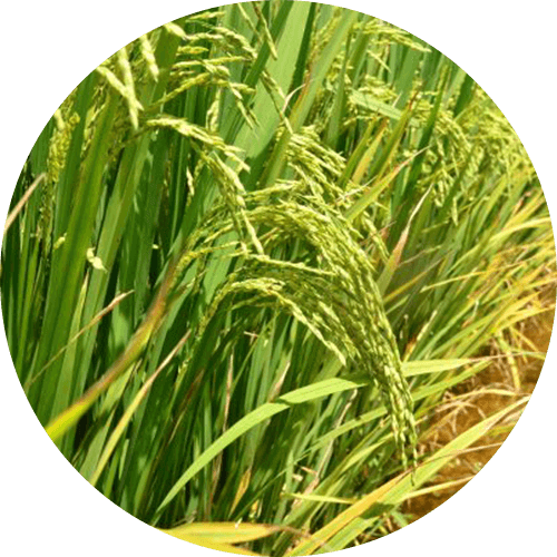 promip manejo integrado pragas controle biologico mip experience spodoptera frugiperda plantacao arroz