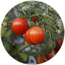 promip manejo integrado pragas controle biologico mip experience spodoptera frugiperda plantacao tomate mobile