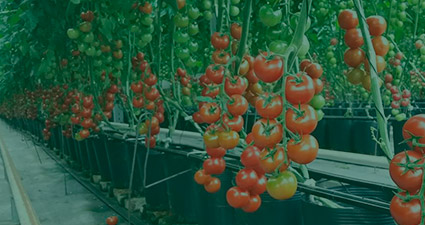 promip manejo integrado pragas controle biologico mip experience artigo contribuicao mip cultura tomate header mobile