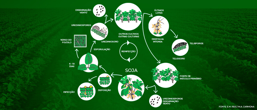 promip manejo integrado pragas controle biologico mip experience ferrugem asiatica soja ciclo