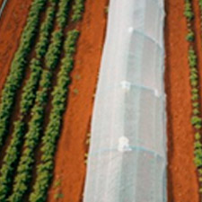 promip manejo integrado de pragas controle biologico em batata producao semente 03 mobile