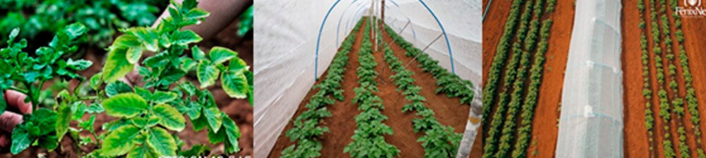 promip manejo integrado de pragas controle biologico em batata producao semente_