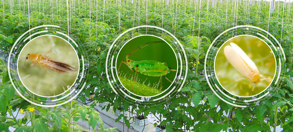 promip manejo integrado pragas controle biologico mip experience manejo integrado pragas inicio cultura tomate pragas iniciais