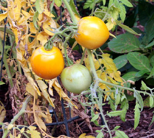 promip manejo integrado pragas controle biologico mip experience manejo integrado pragas inicio cultura tomate pulgões danos