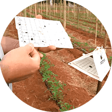 promip manejo integrado pragas controle biologico mip experience monitoramento pragas doenças tomate armadilha feromonio mobile