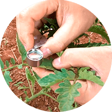 promip manejo integrado pragas controle biologico mip experience monitoramento pragas doenças tomate lupa entomologica mobile