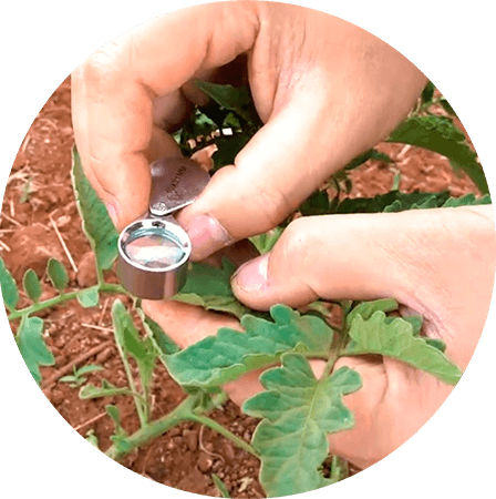promip manejo integrado pragas controle biologico mip experience monitoramento pragas doenças tomate lupa entomologica