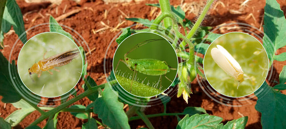 promip manejo integrado pragas controle biologico mip experience monitoramento pragas doenças tomate pragas