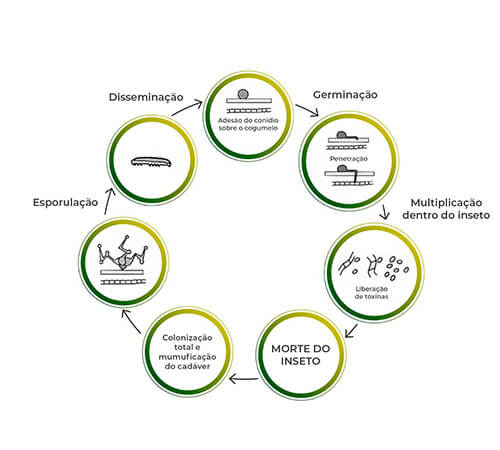 promip manejo integrado pragas controle biologico mip experience monitoramento pragas entendendo bioprodutos parte 2 fungos acao mobile