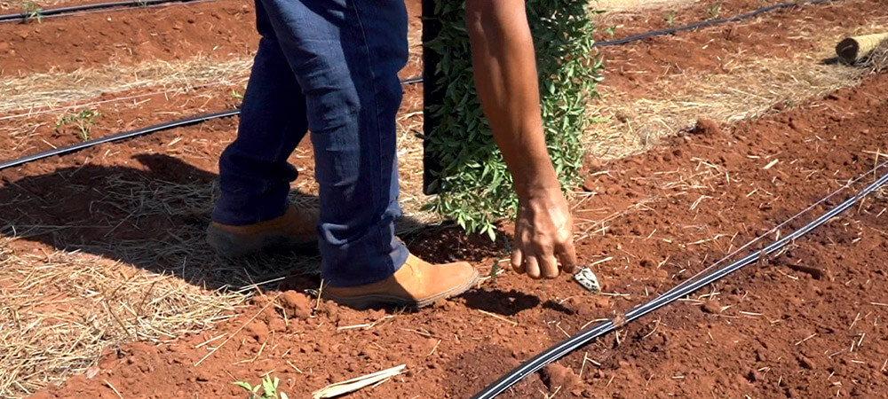promip manejo integrado pragas controle biologico mip experience monitoramento pragas tombamento tomate plantando